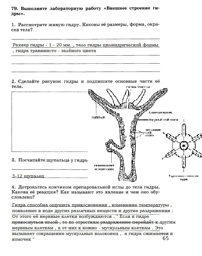Кракен krakens13 at